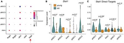 Stat1 is an inducible transcriptional repressor of neural stem cells self-renewal program during neuroinflammation